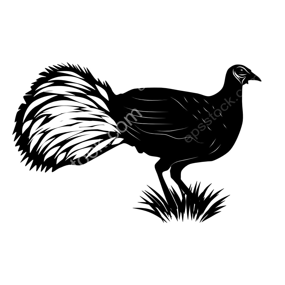 Bulwers Pheasant bird