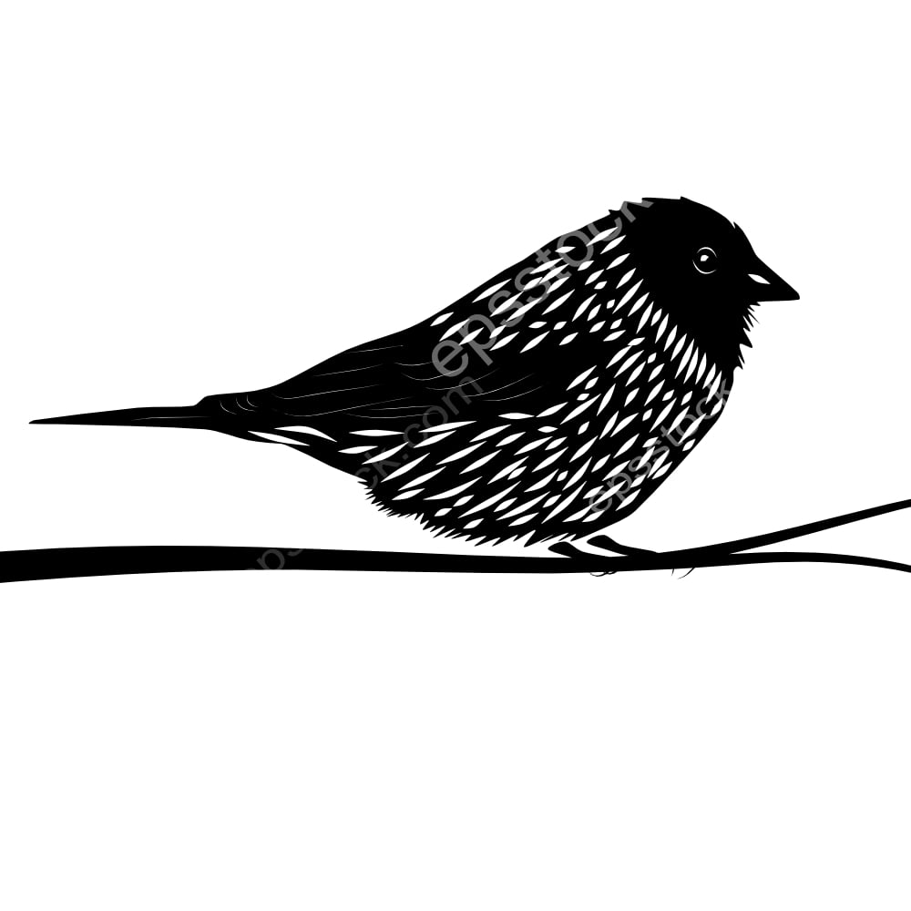 Black-hooded Sierra Finch bird