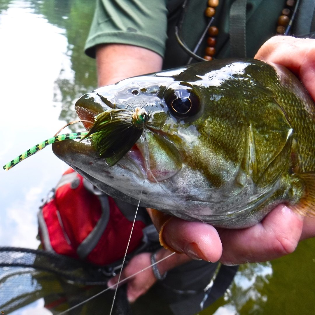 Smallmouth bass with Updated J-lo Bug Drop Shot Bass Fly, caught in Little Beaver Creek, Ohio.