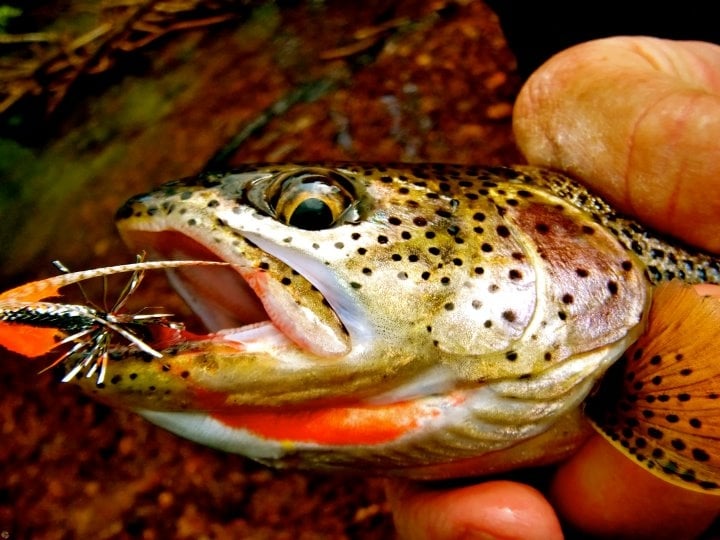 Southeast Alaska sea-run cutthroat trout with a fry fly streamer in its mouth.