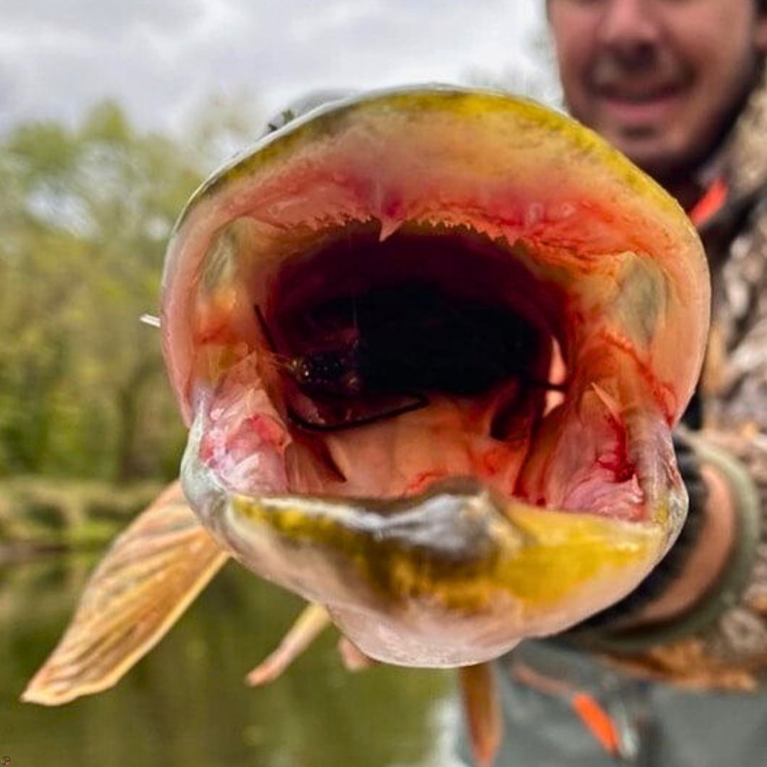 Close-up of a northern pike’s mouth with an articulated streamer fly lodged in its throat, caught in Ohio.