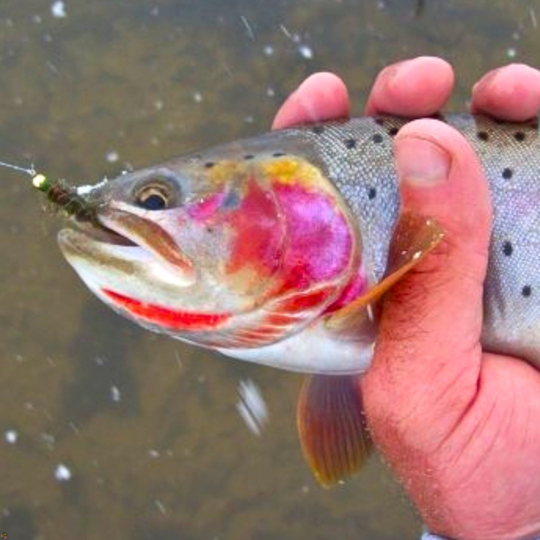 Close-up of a Yellowstone cutthroat trout with a woolly bugger fly in its mouth, caught in Utah.