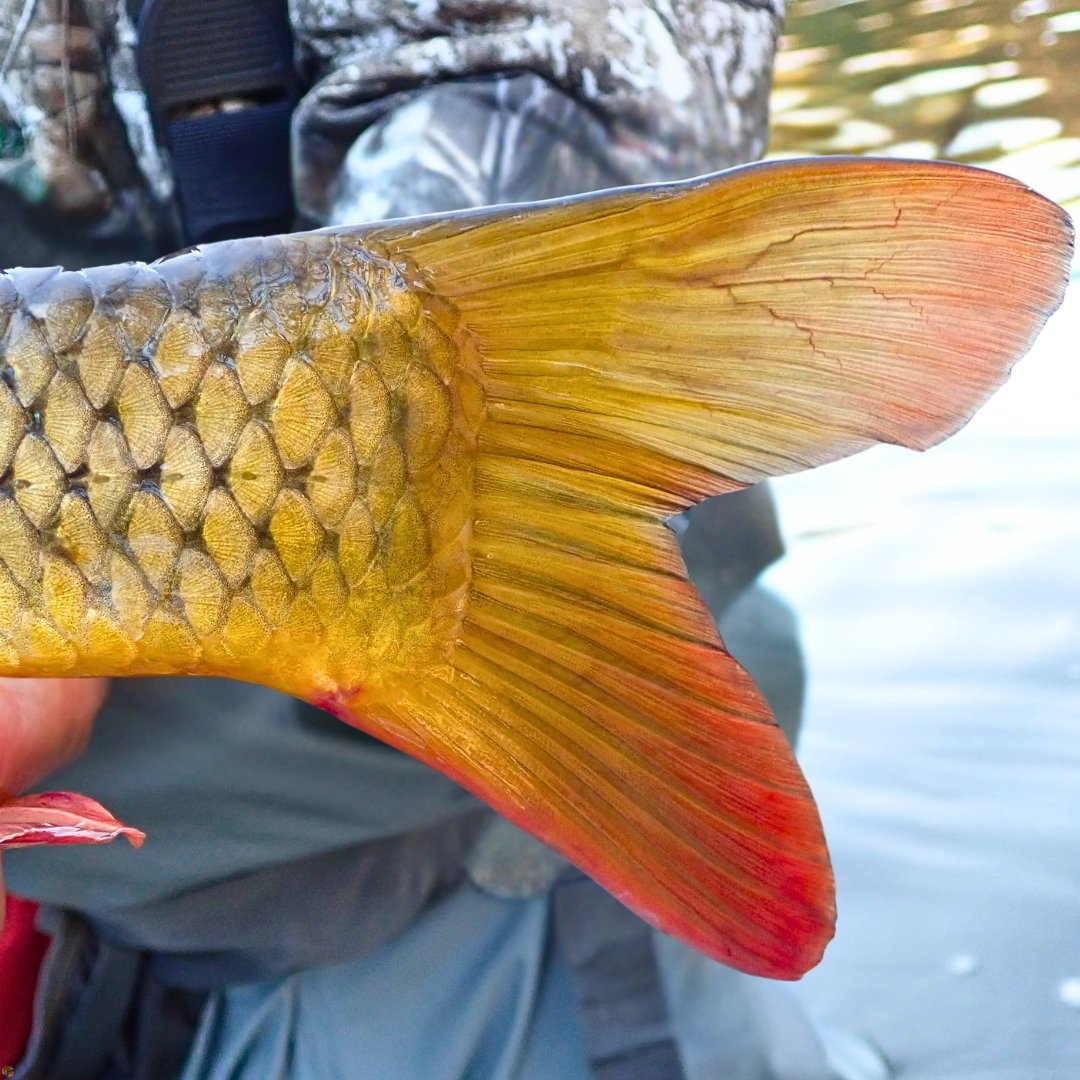 Close-up of a golden carp tail with orange-red highlights, caught fly fishing the Clear Fork of the Mohican River, Ohio.