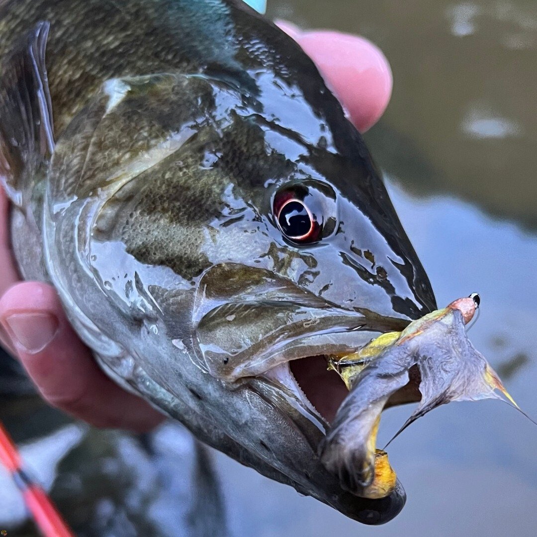 Close-up of a Maryland smallmouth bass with a double bunny streamer fly in its mouth, caught fly fishing.