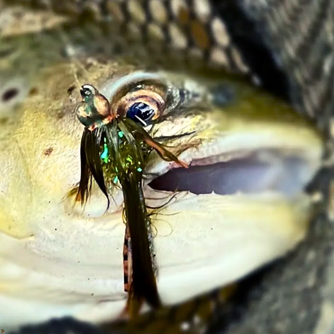 Close-up of a Maryland brown trout caught fly fishing with the Creek Bugger Trout Version woolly bugger fly.