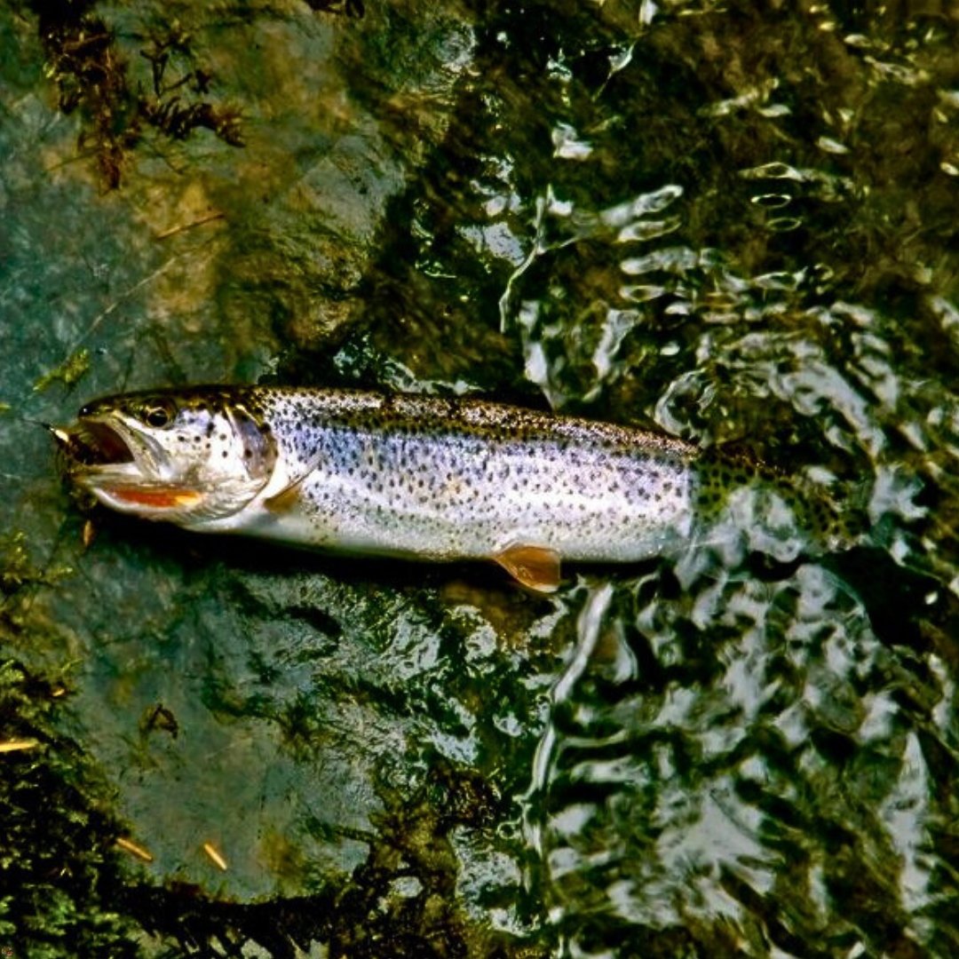 Alaska sea-run cutthroat trout on a rock, half out of the water, with a Dub Bugger woolly bugger fly in its mouth.