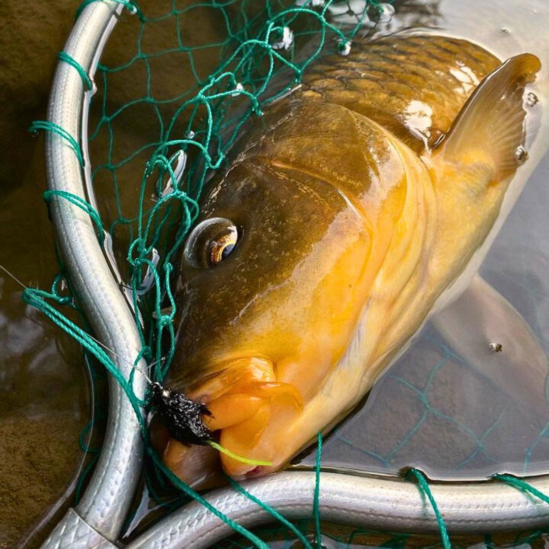 Close-up of a carp in a landing net, hooked on the Carp Vader Dark Hybrid carp fly.