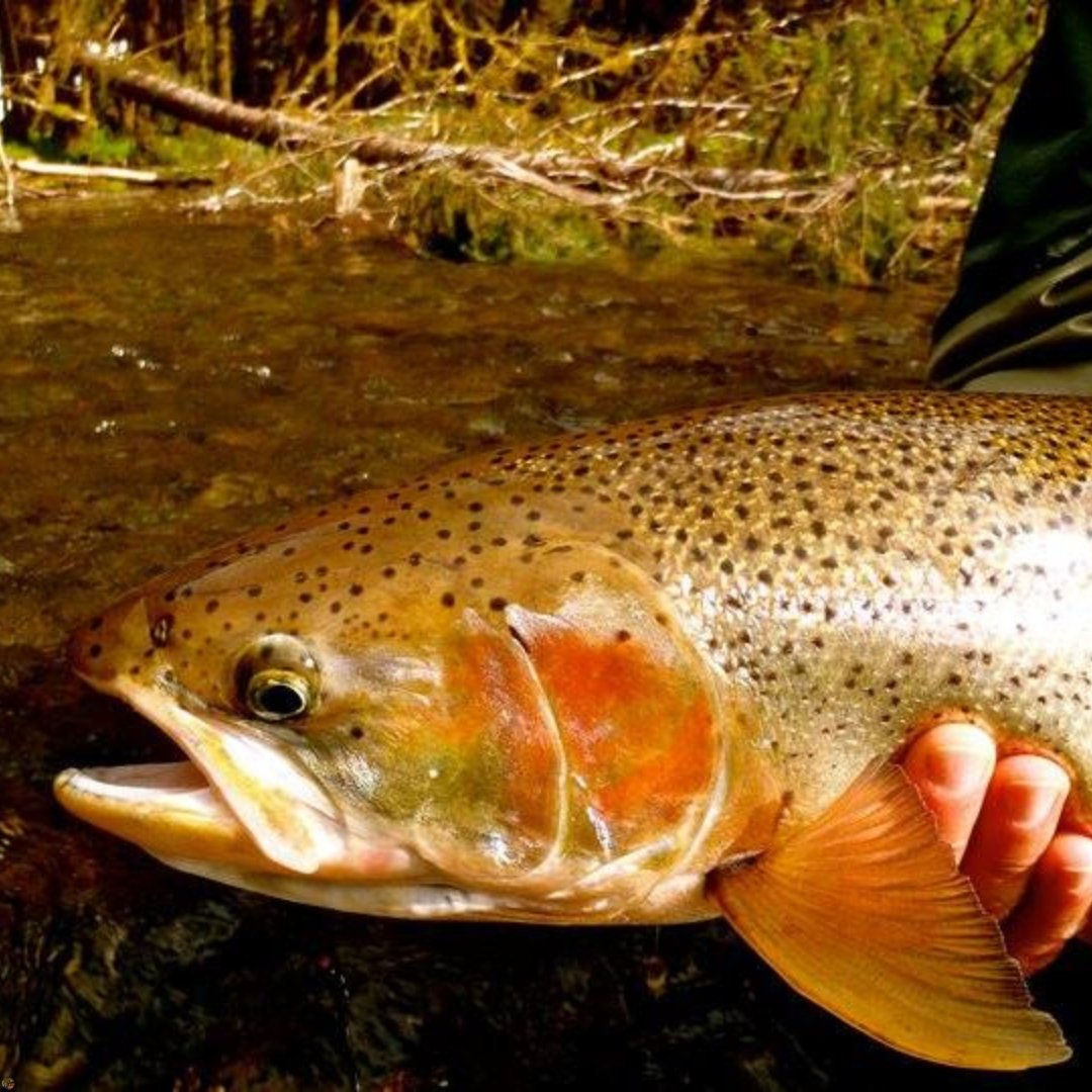 Close-up of a Southeast Alaska steelhead held by fly fishing guide Matt Campbell, The Fly Guy.