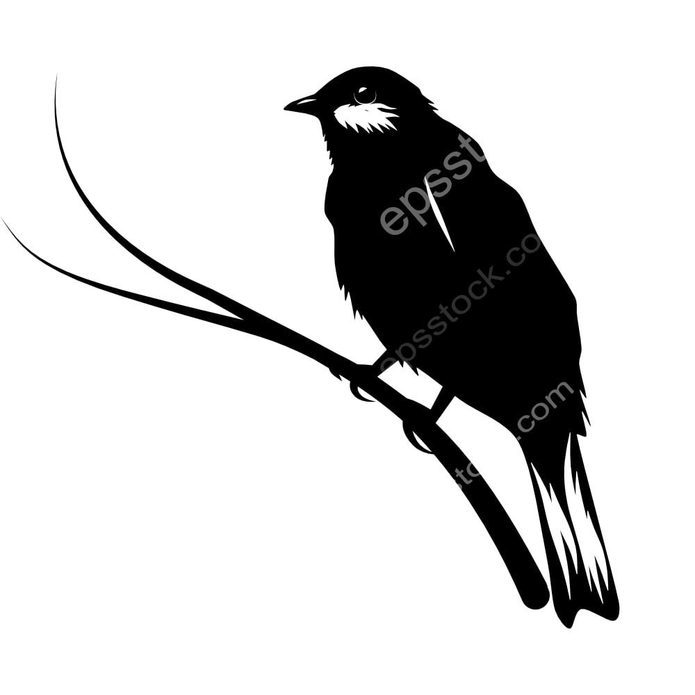 Black Solitaire bird