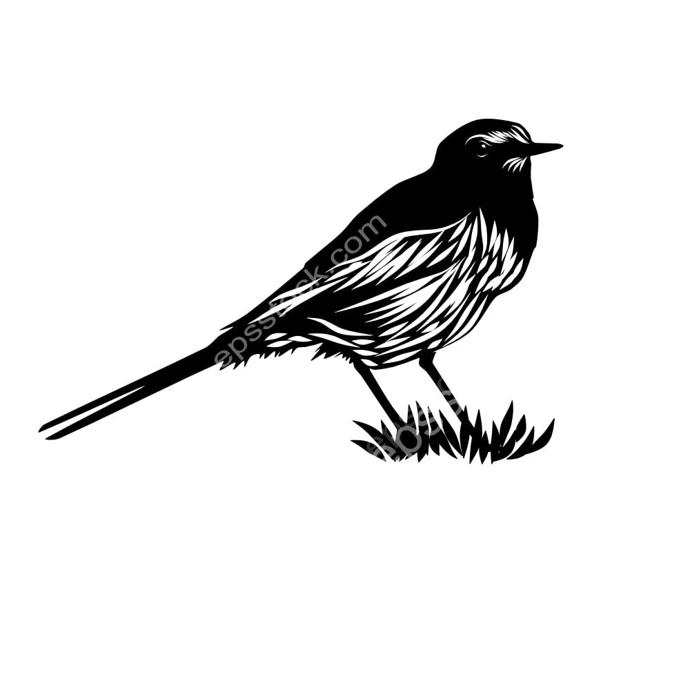 Japanese Wagtail bird