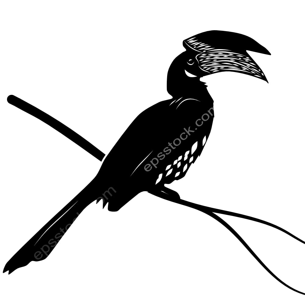 Malabar Pied-Hornbill bird