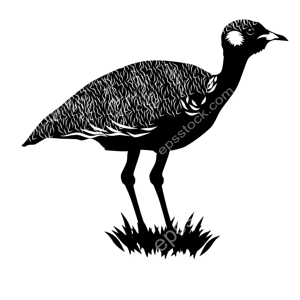 Black Bustard bird