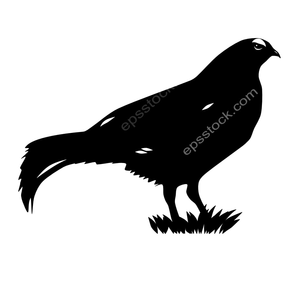 Caucasian Grouse bird