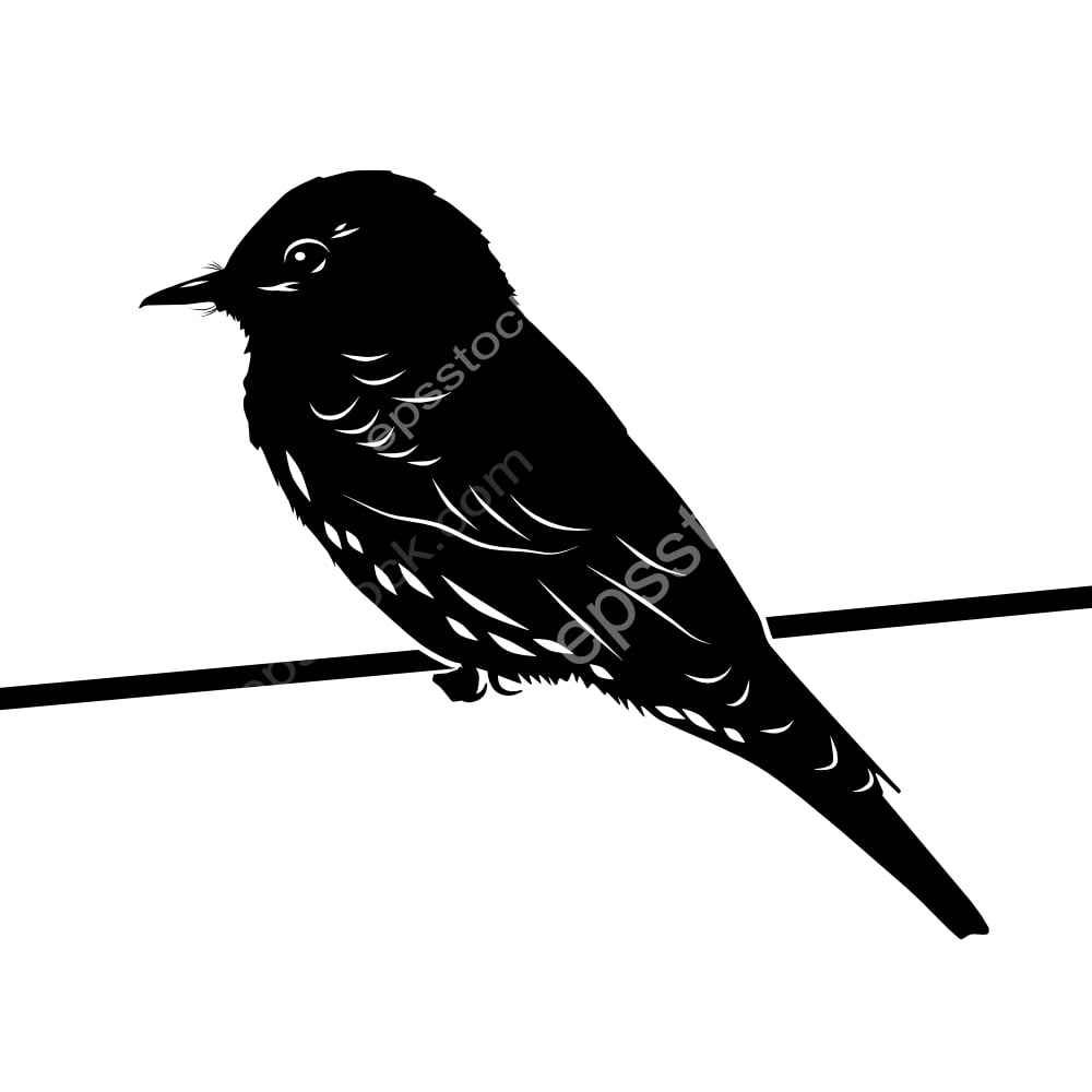 Cliff Flycatcher bird