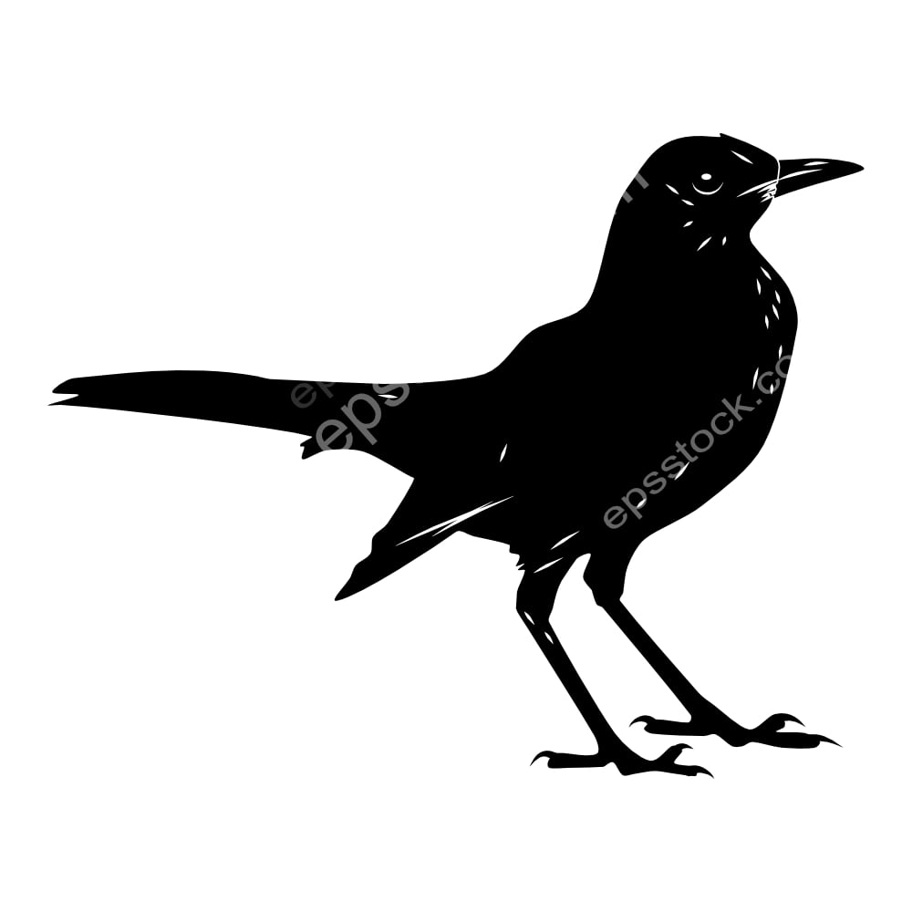 Chiguanco Thrush, bird