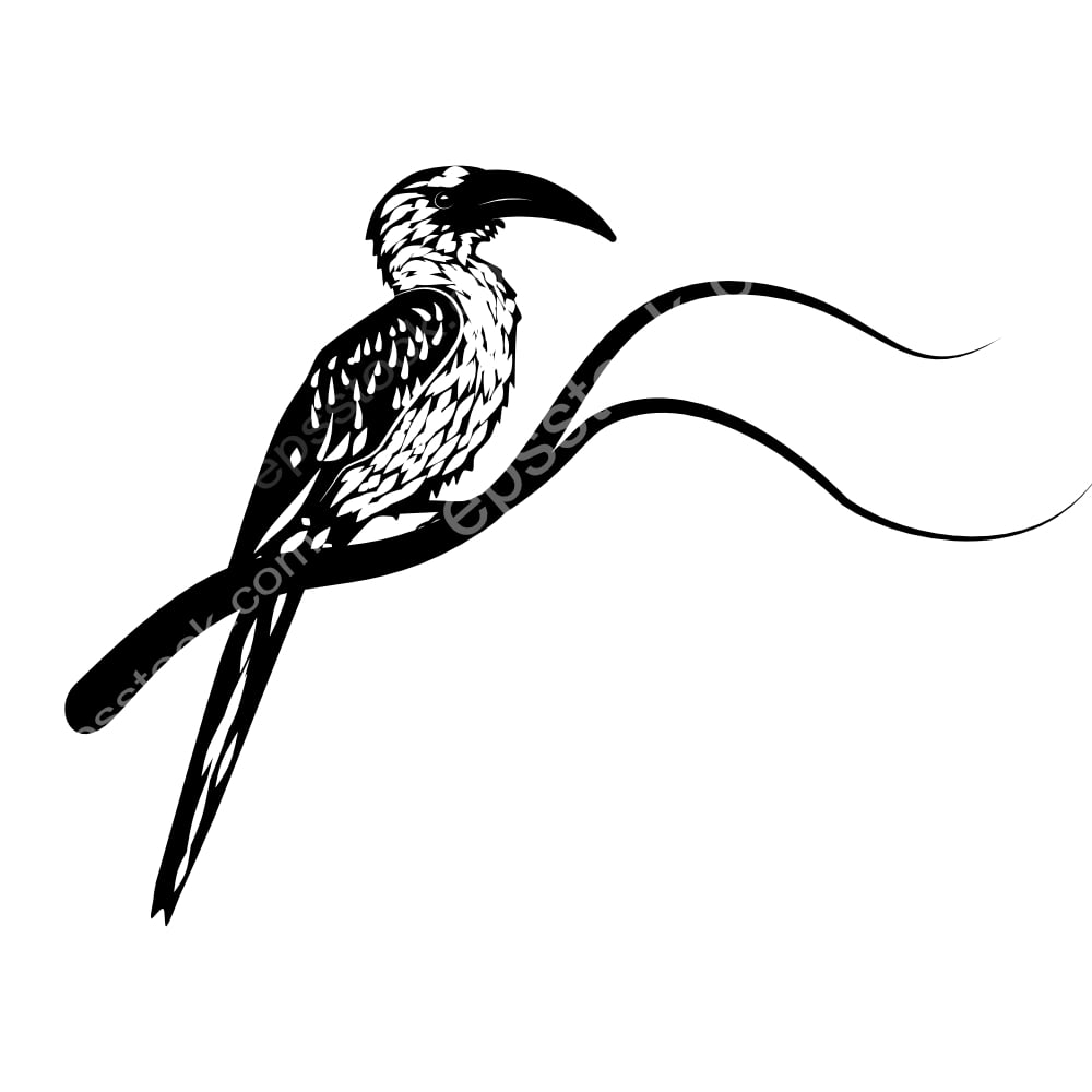 Northern Red-billed Hornbill bird