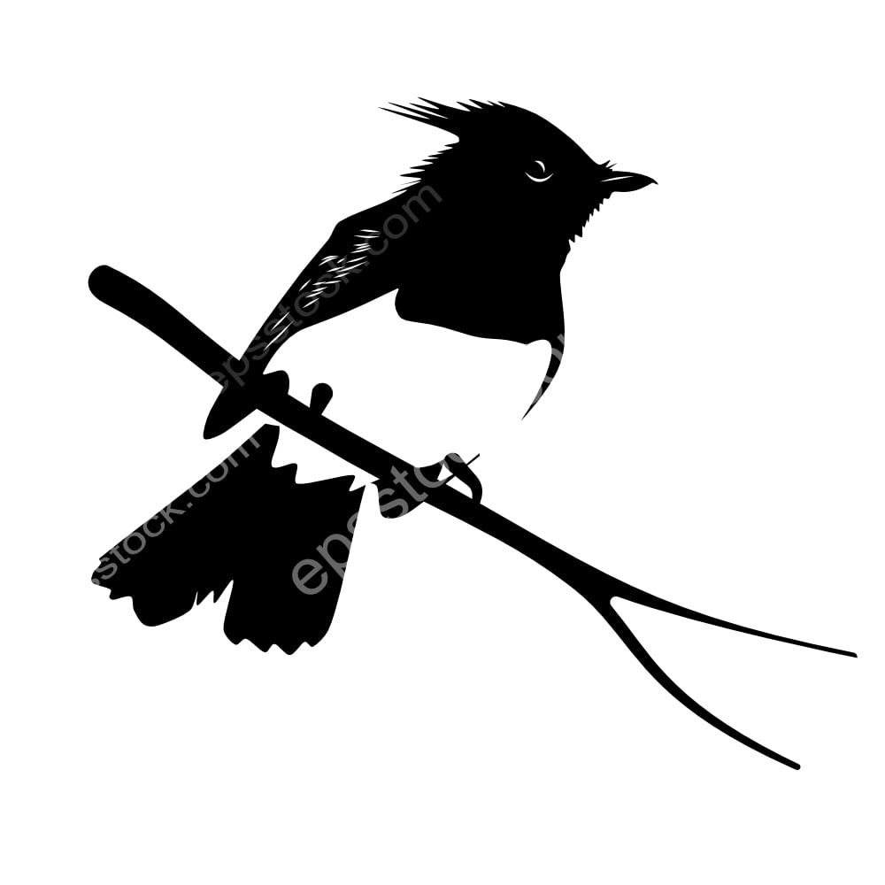 African Crested Flycatcher bird