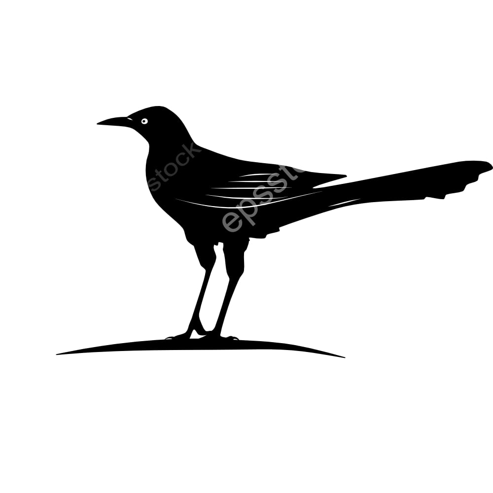 Slender-billed Grackle bird