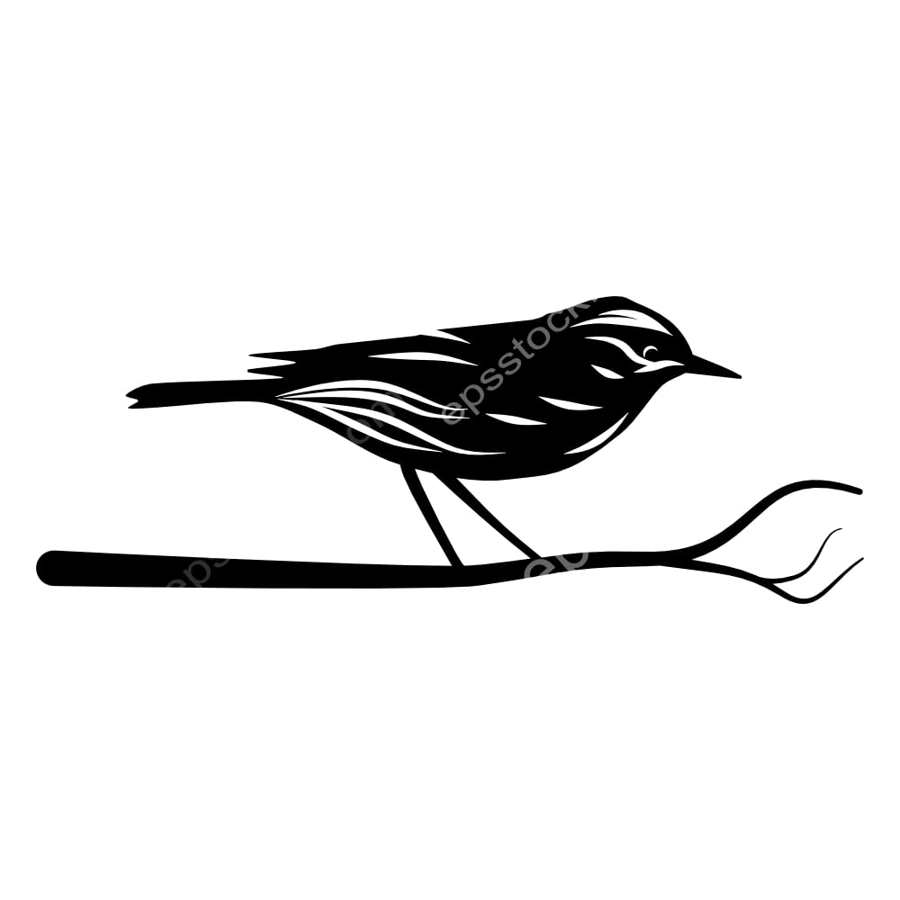 Cinnamon-bellied Ground-Tyrant bird