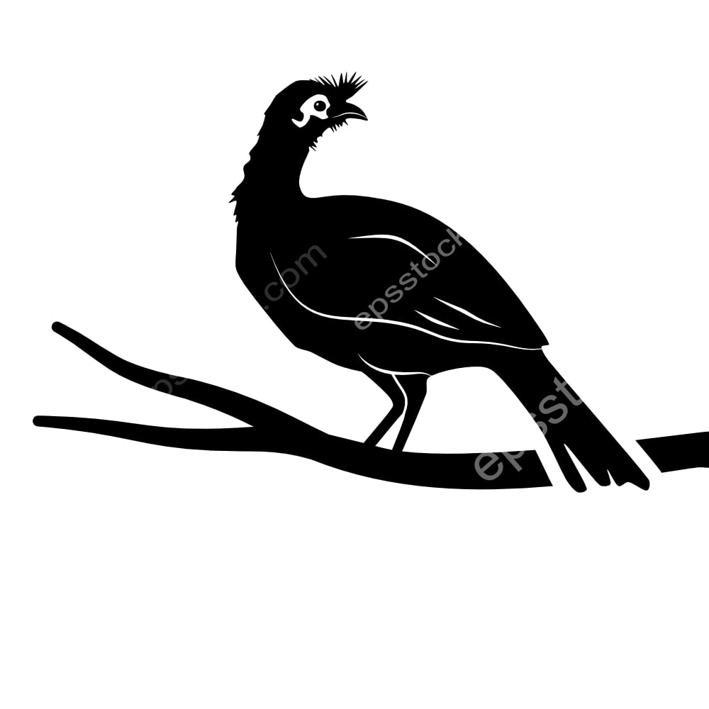 Rufous-bellied Chachalaca bird