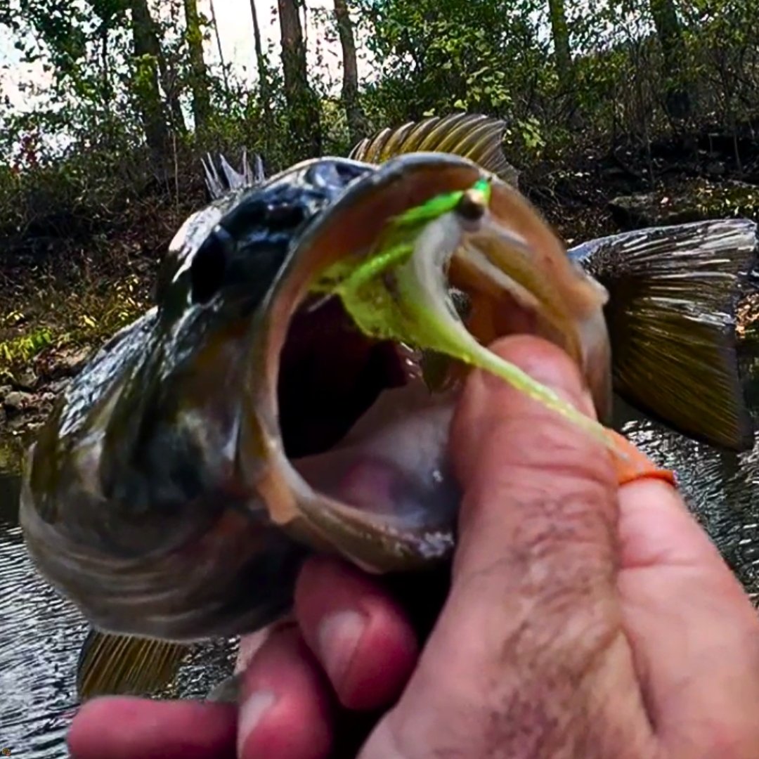 Close-up of an Ohio creek smallmouth bass with the Crafty Clouser Minnow streamer fly in its top lip.