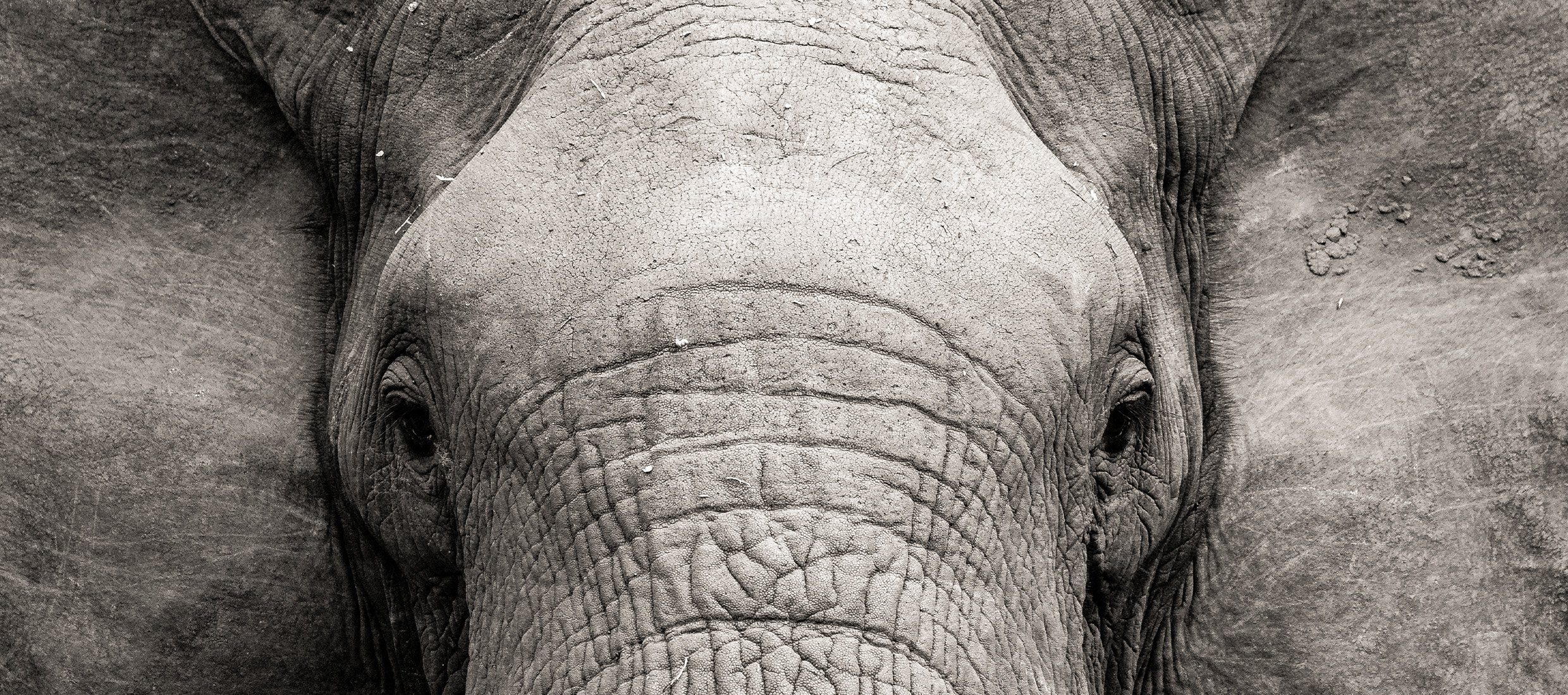 Elephant image. Represents My Photo School Online Courses and Workshops.