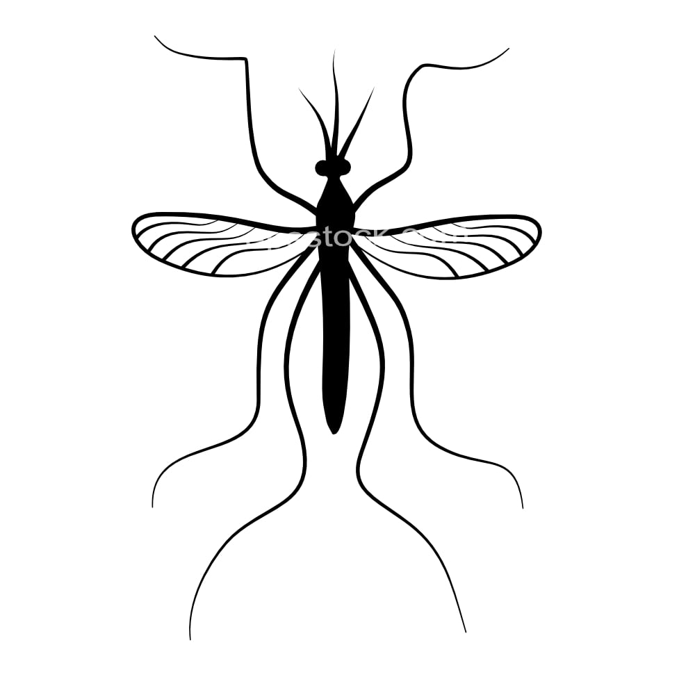 Anopheles Franciscanus top view