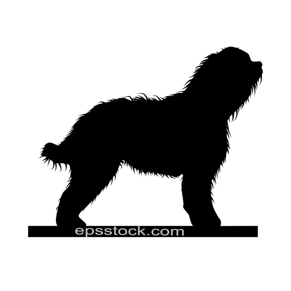 Barbet dog
