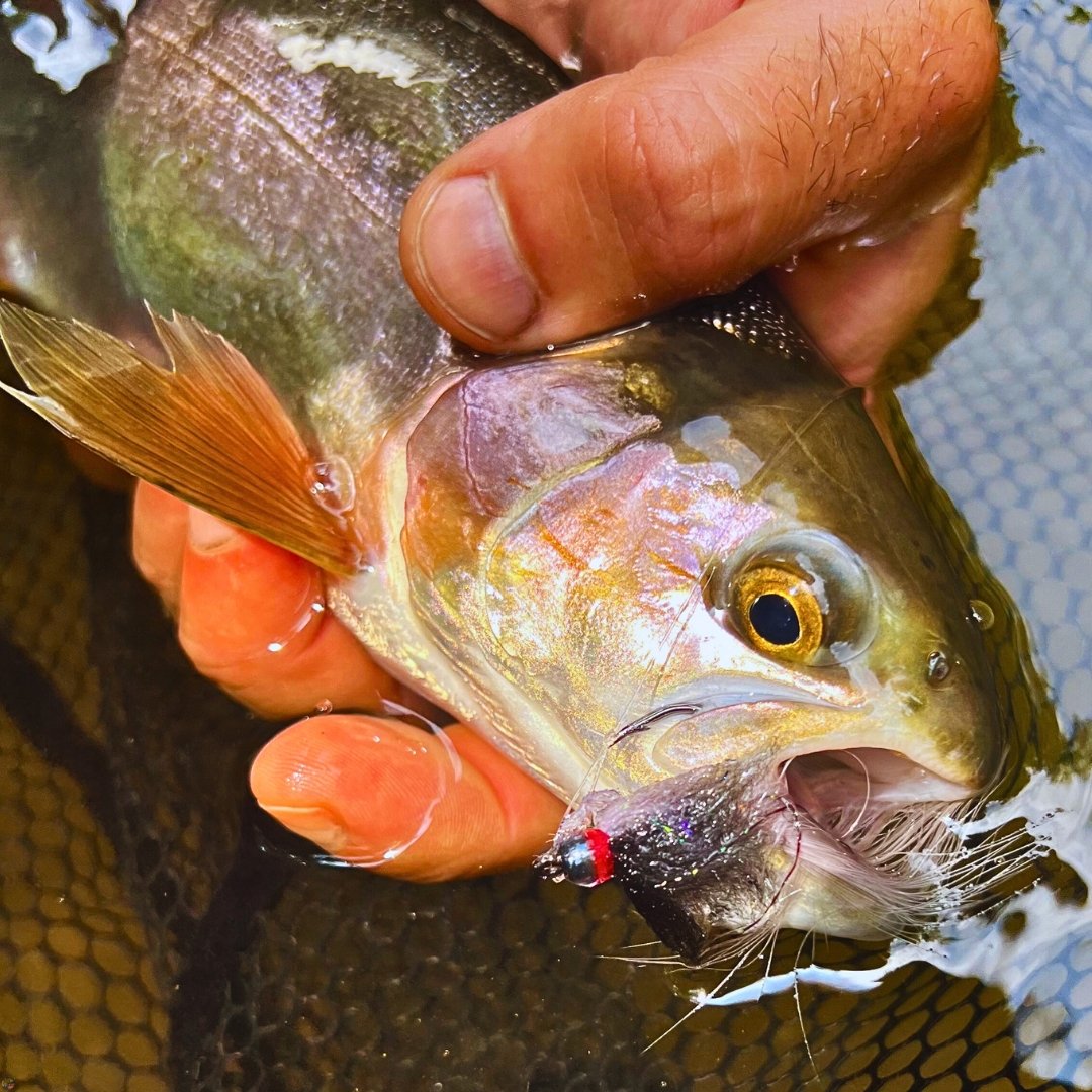 Rainbow trout in a landing net with a Dub Minnow streamer, caught on Ohio’s Clear Fork of the Mohican River.