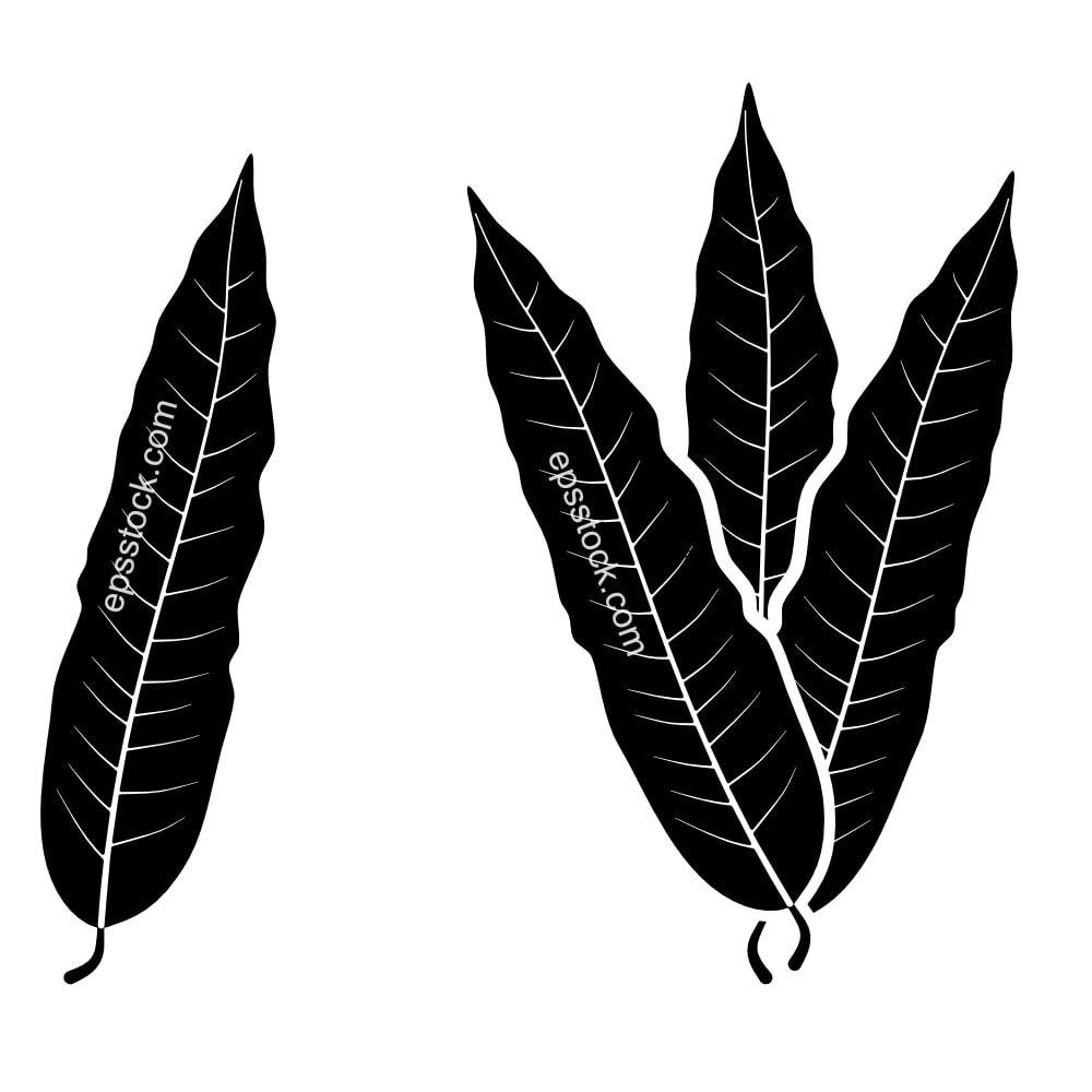 mango leaf