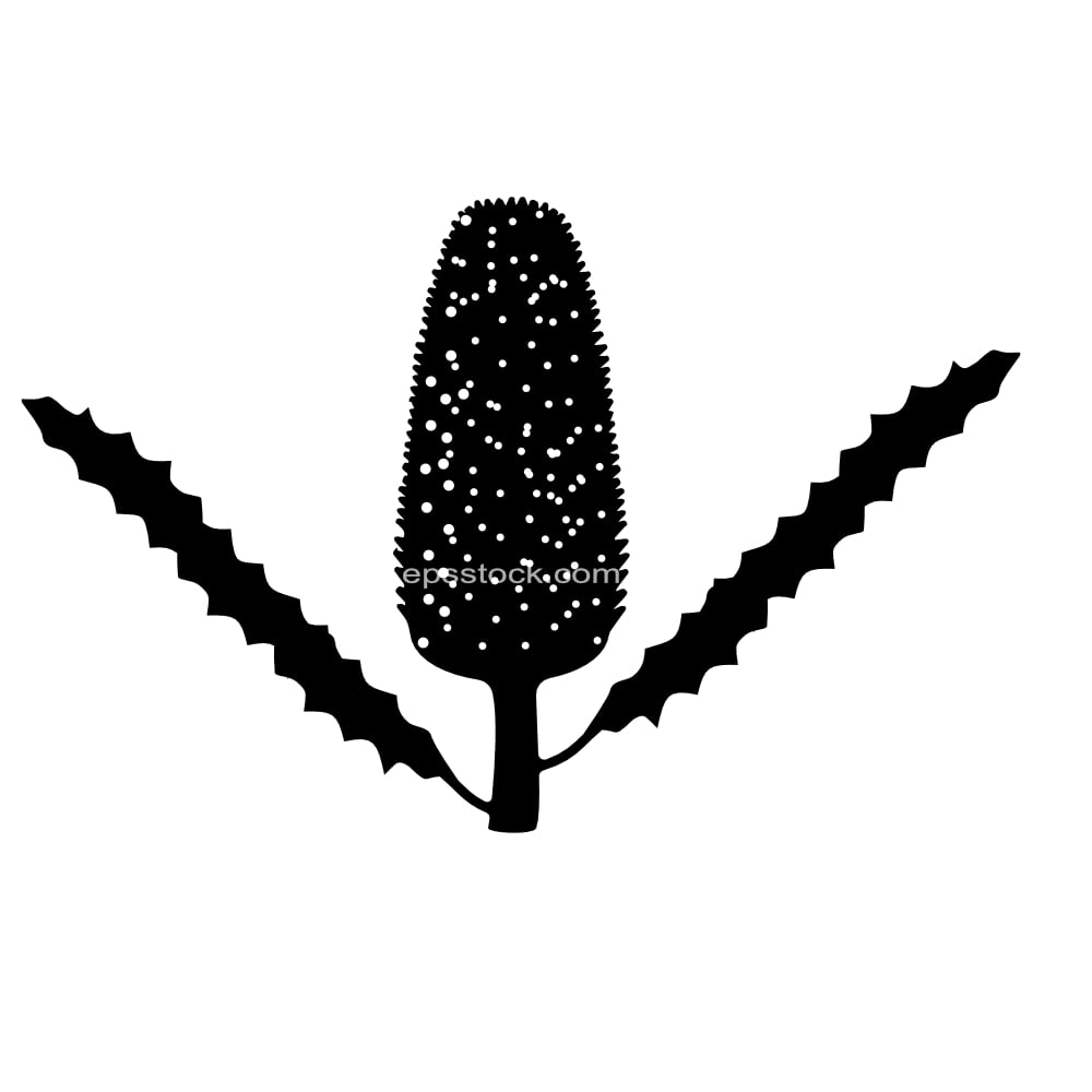 Ashby's Banksia flower