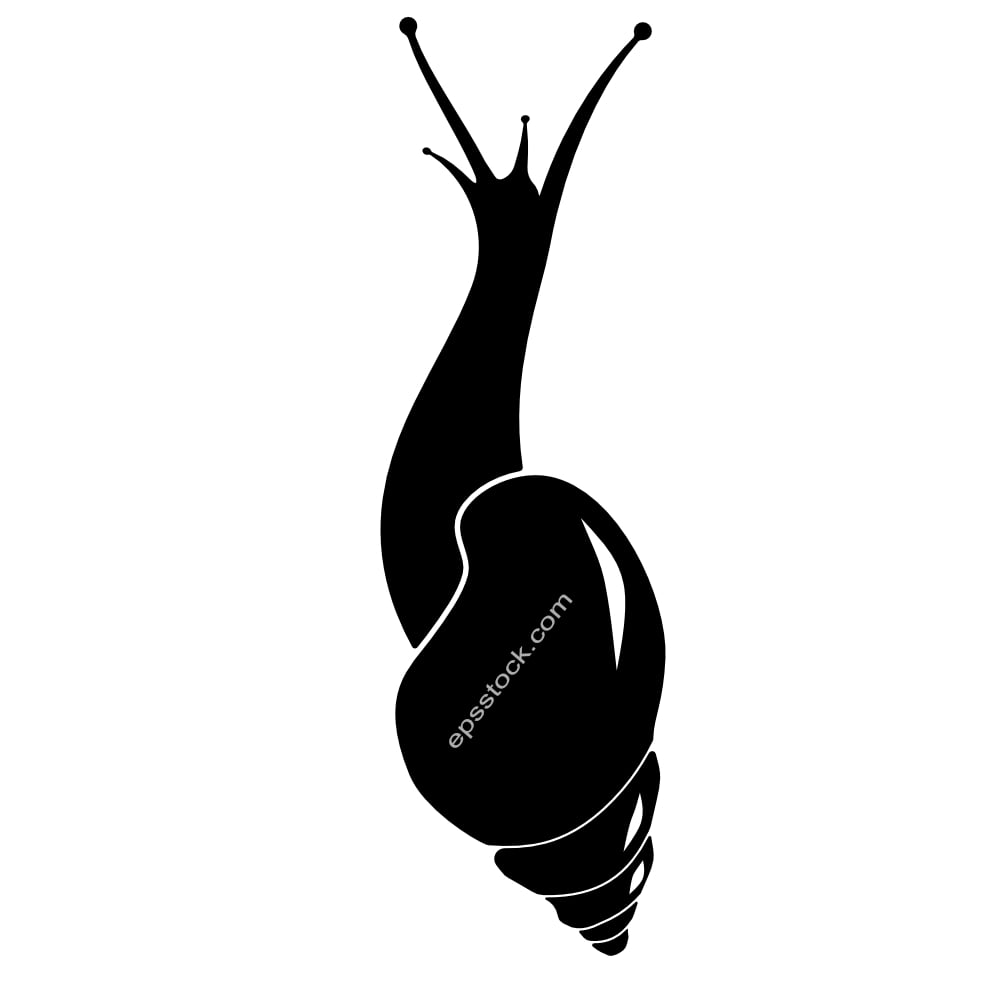 snail top view