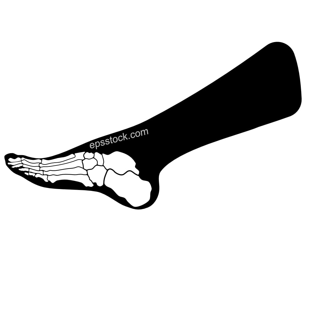 feet anatomy
