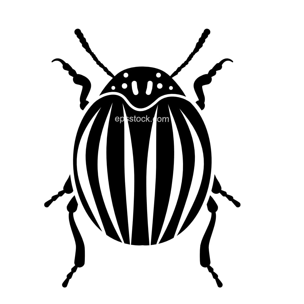 colorado beetle