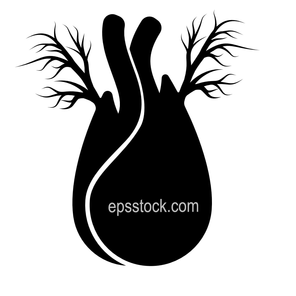fennel vegetable