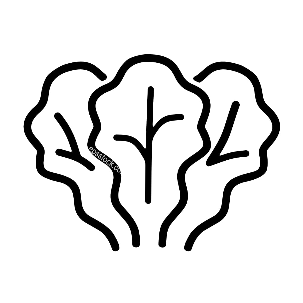 lettuce vegetable