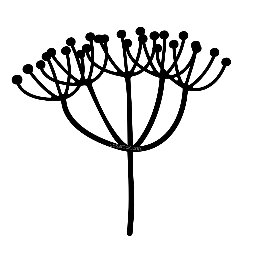 round inflorescence