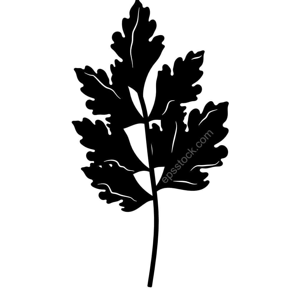 parsley leaf