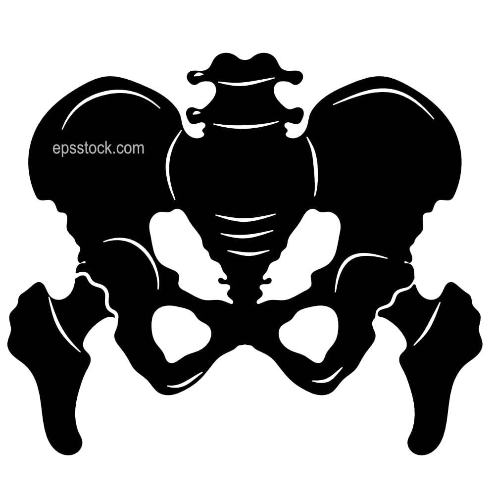 Pelvic Deal Bone
