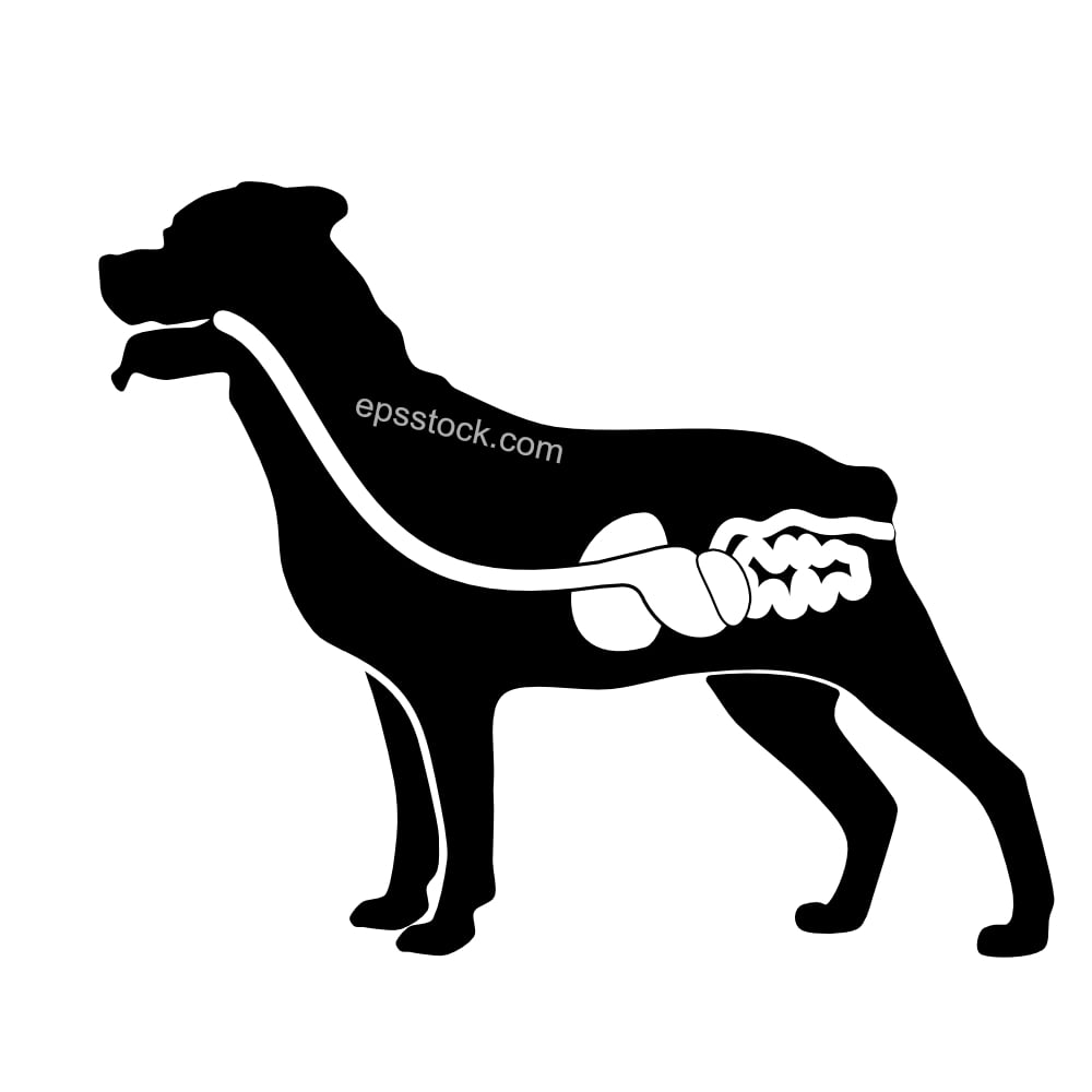 Digestive system of the dog