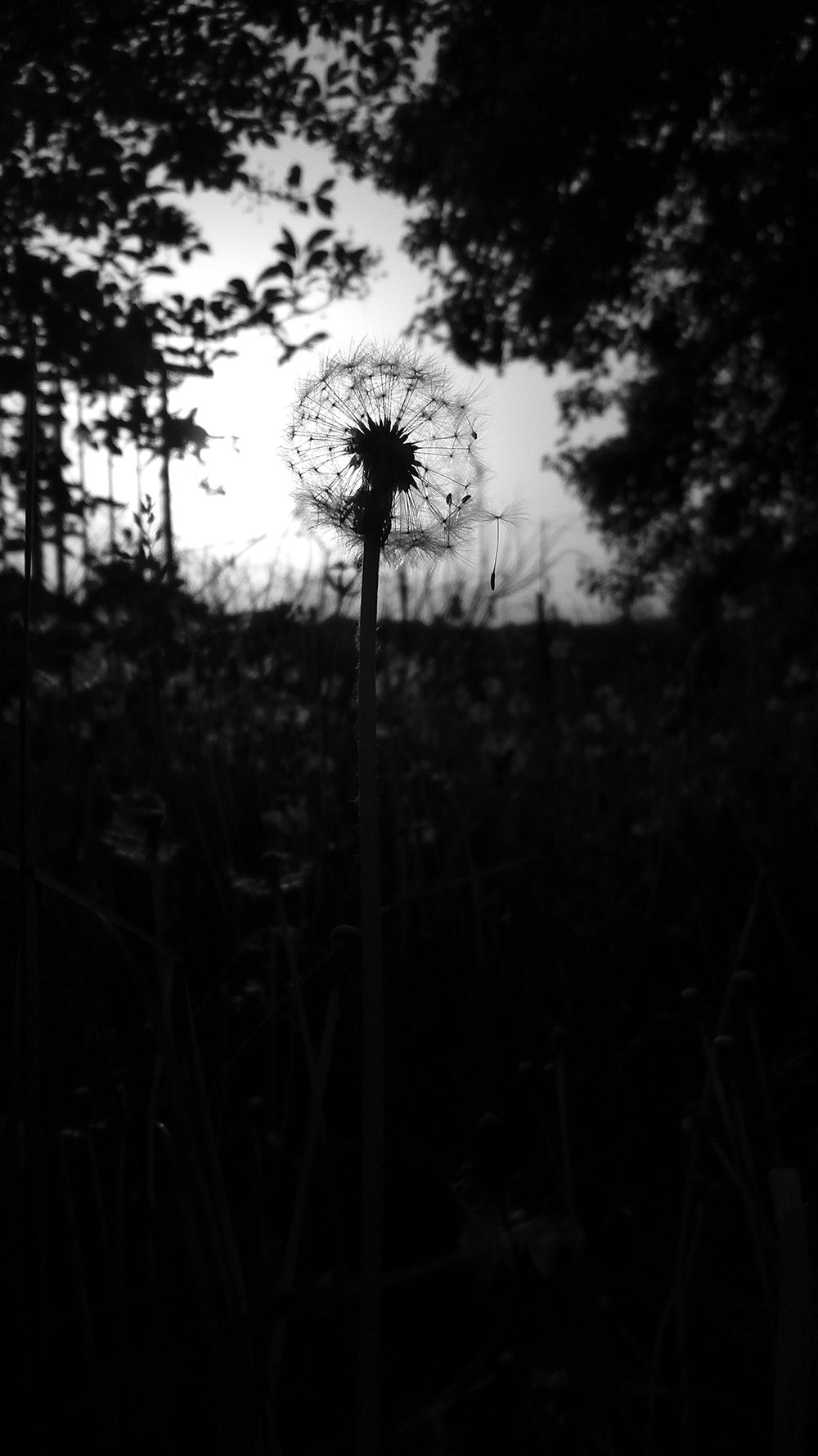 Black and white fine art photo of a dandelion in afternoon backlight.