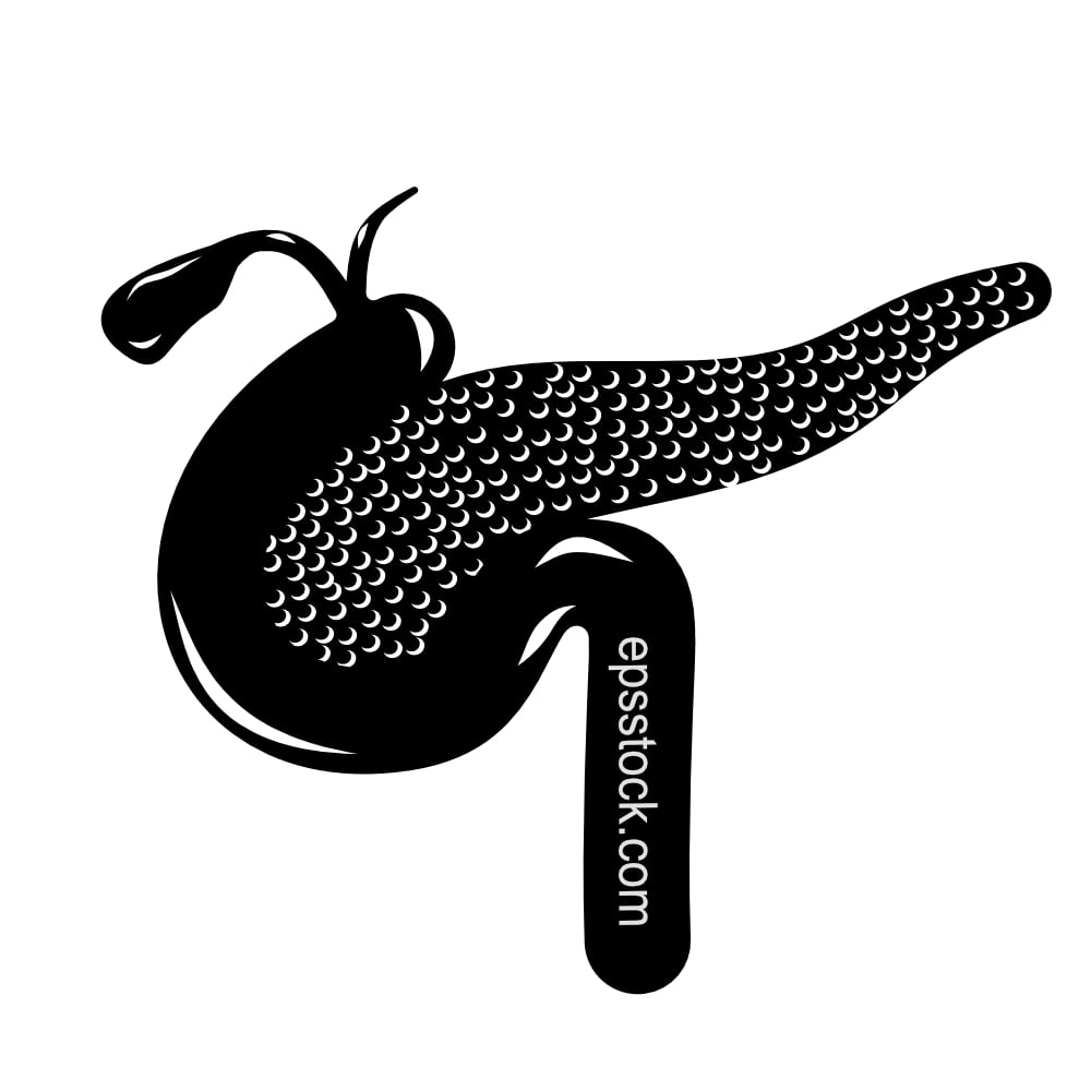 human Pancreas