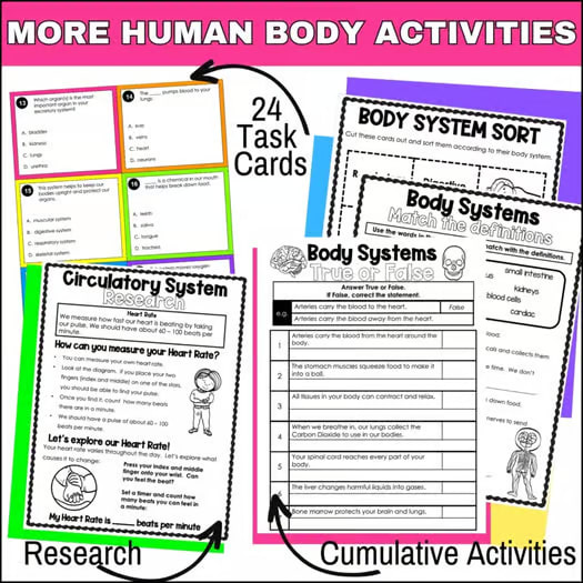 Human Body Systems Unit - Skeletal, Muscular, Nervous, Digestive, Circulatory