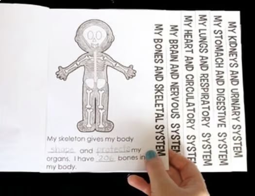 Human Body Systems Flip Book