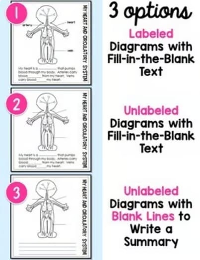 Human Body Systems Flip Book