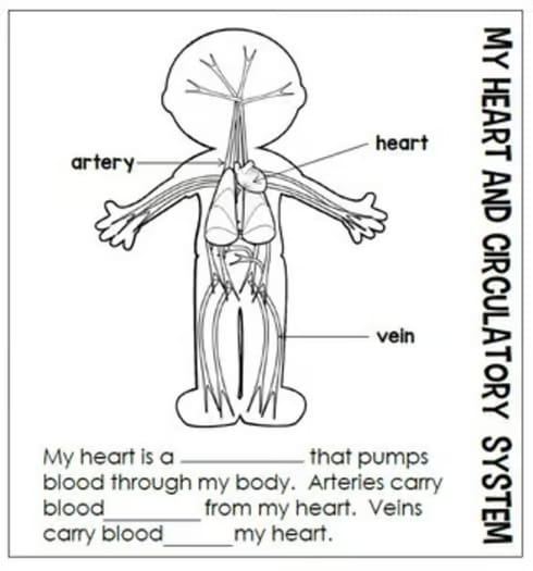 Human Body Systems Flip Book