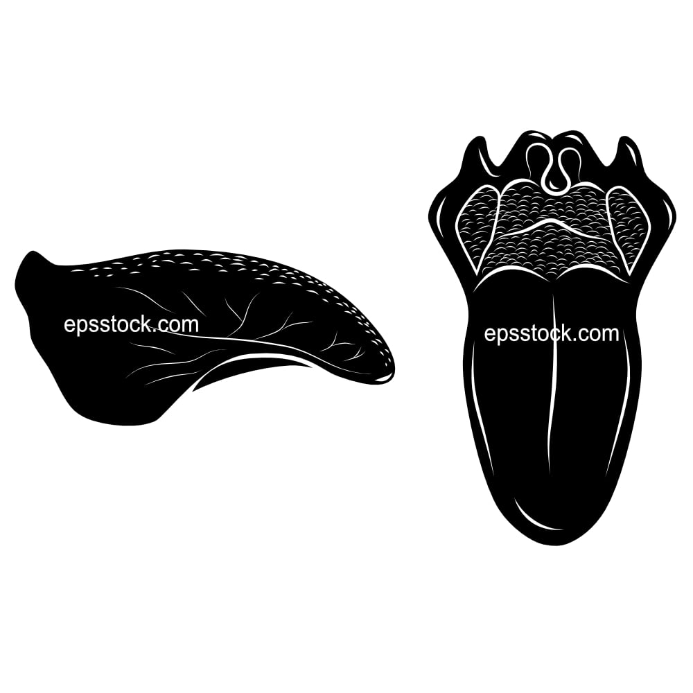 Human tongue anatomy