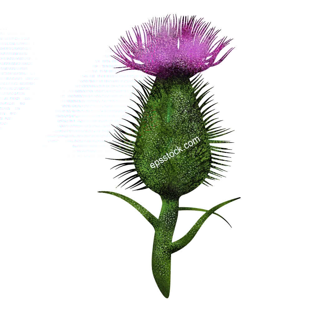 Blue thistle