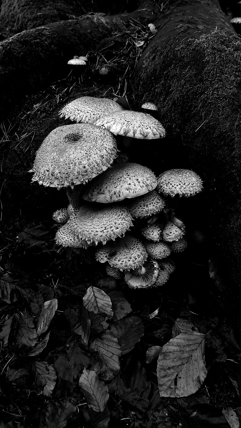 A black and white fine art photograph capturing wild forest mushrooms growing beside a tree trunk. Minimal, textured, and atmospheric — a poetic exploration of nature’s quiet details and hidden beauty.
