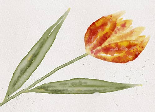 digital watercolor tulip painting made in the procreate app with custom watercolor brushes